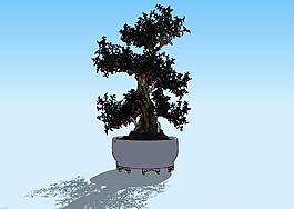 石榴盆景3D模型