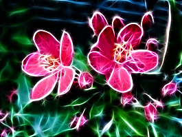 玫紅花圖片