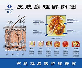 皮肤病理解剖图