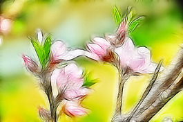 桃花眩光畫