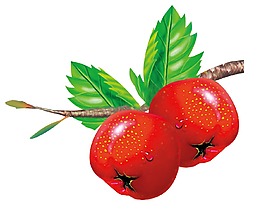 逼真誘人的紅山楂矢量