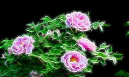 眩光花朵素材