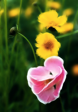 蝴蝶花素材