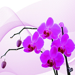 紫色花朵圖片