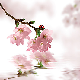 桃花素材
