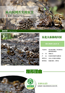 清新 绿色 简约 黑木耳 描述详情页
