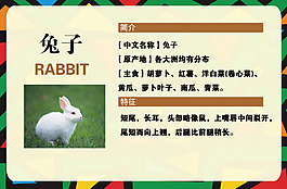 兔子知識