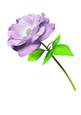 月季花