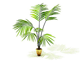 室內植物3d模型