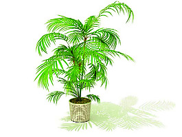 室內植物3d模型