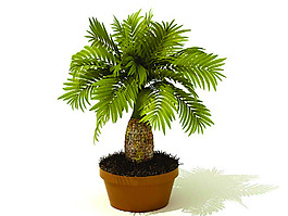 室內植物3d模型