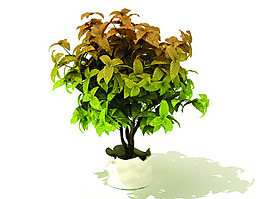 室內植物3d模型