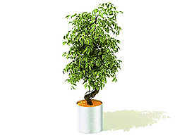 室內植物3d模型