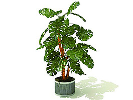 室內植物3d模型