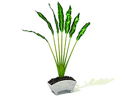 室內植物3d模型