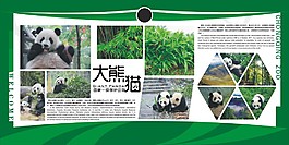 大熊貓展板海報(bào)