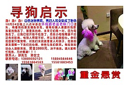 尋物啟事