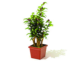 室內(nèi)植物3d模型