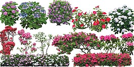 花草紅花鮮花