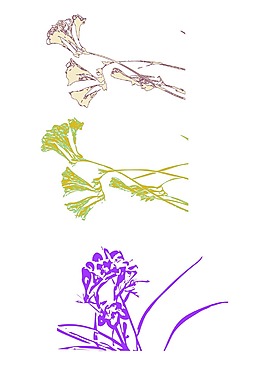 小蒼蘭 線描圖