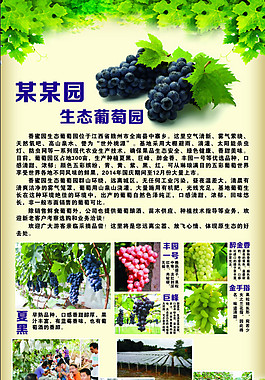 生態(tài)葡萄園易拉寶