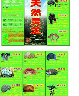 天然靈芝