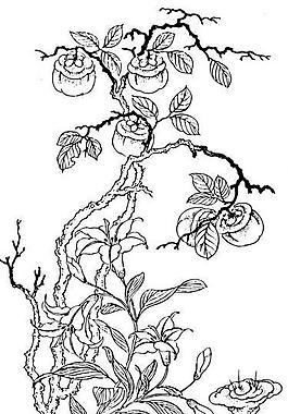 百合 花草 花卉 花卉