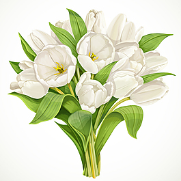 郁金香花束插畫