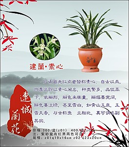 清新淡雅蘭花價目牌小標牌