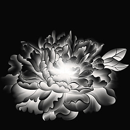 牡丹花