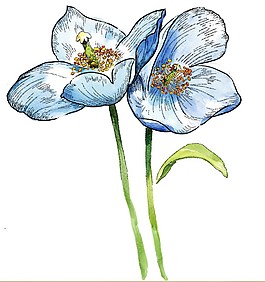 2手绘分层花