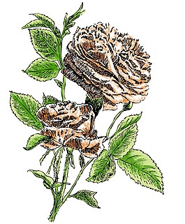 4 PSD手绘分层花