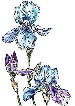 5 PSD手绘分层花