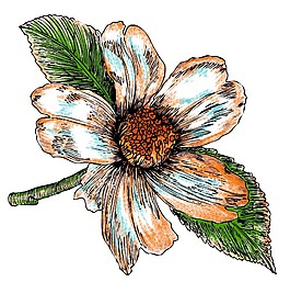 手绘PSD分层花