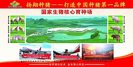 扬翔种猪版面PS分层素材