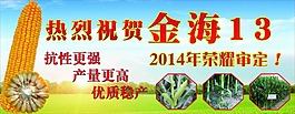 金海13