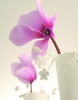 木蘭花
