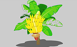 香蕉樹flash