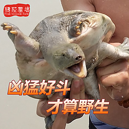 淘寶甲魚直通車主圖