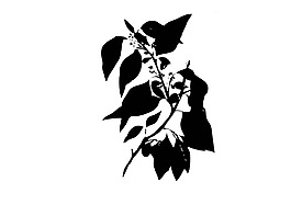 一株植物