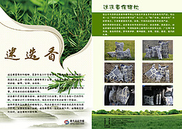 迷迭香 彩頁(yè) 植物