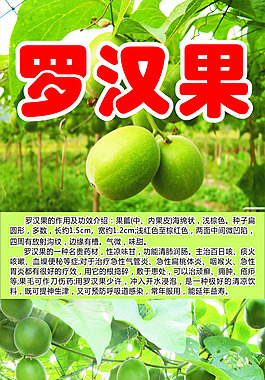 羅漢果X展架