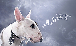寂寞哥QQ空間flash