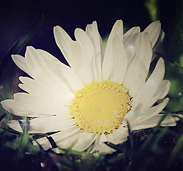 孤單落花QQ空間flash