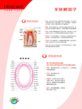 牙體解剖學