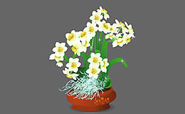 盆栽水仙花flash