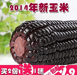 淘寶網(wǎng)主圖黑玉米圖片