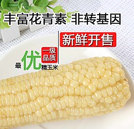 白色玉米圖片淘寶詳情主圖