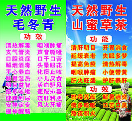 越南天然野生毛冬青