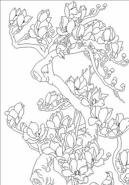 玉蘭花圖片